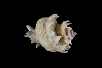 藏品(珊瑚螺)的圖片